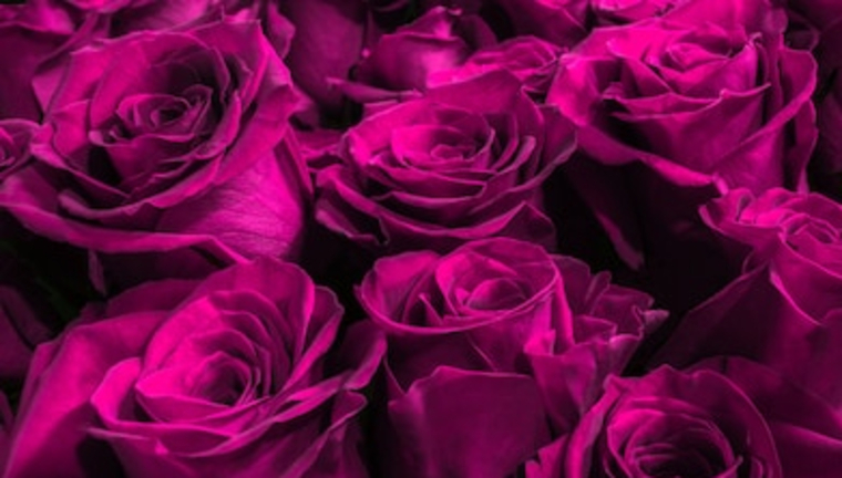 Scarlet cover image