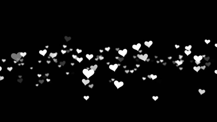 CaptainxKitten banner image