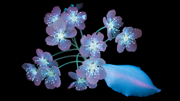 carin cover image