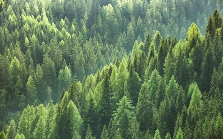 carolyn forest banner image