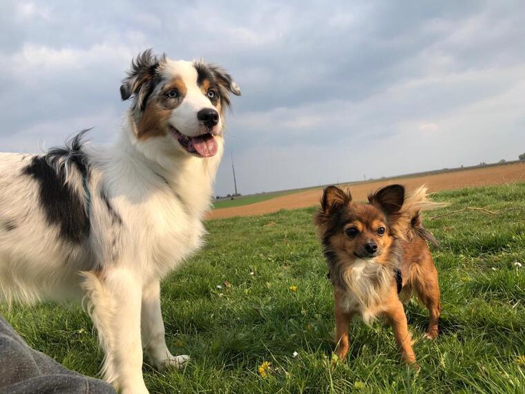 Casey and Luna cover image