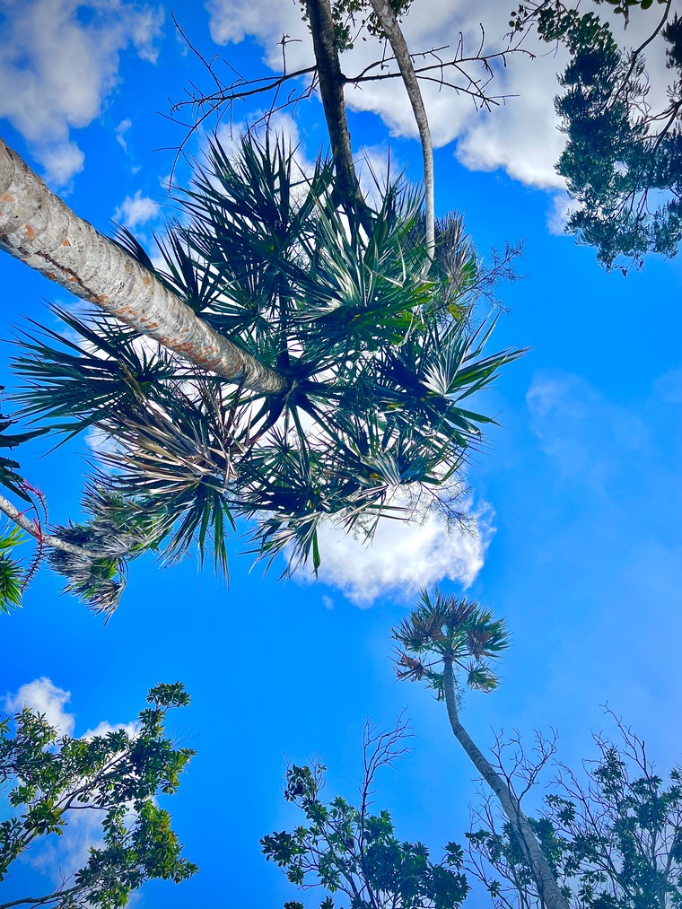 Casiopea.Casiopea banner image