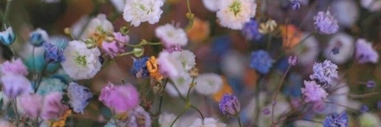 Cassandra cinnamon banner image