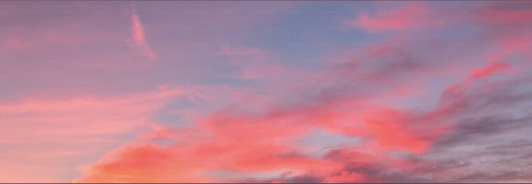 cat banner image
