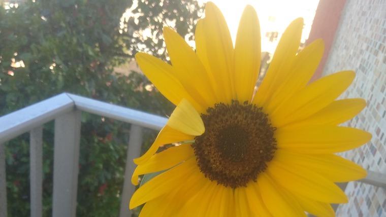 Catherine Tournesol banner image