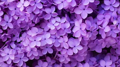 Catling cover image