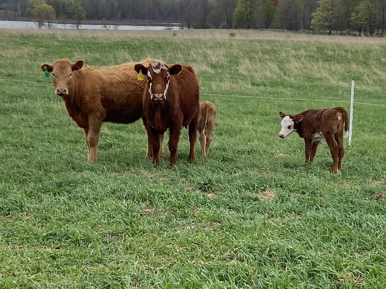 Cattlegirl cover image