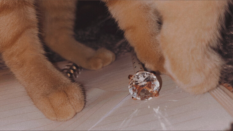 The Cat’s Meow banner image
