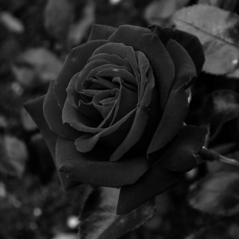 Christian Black cover image