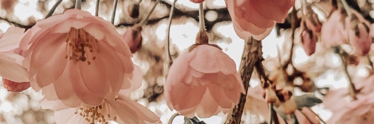 ✿Сαmιℓα. banner image