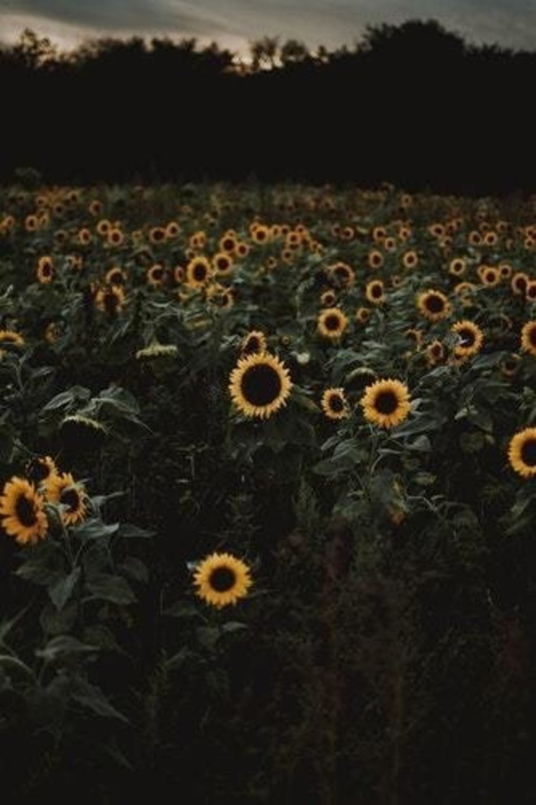 Kenna 🌻 banner image