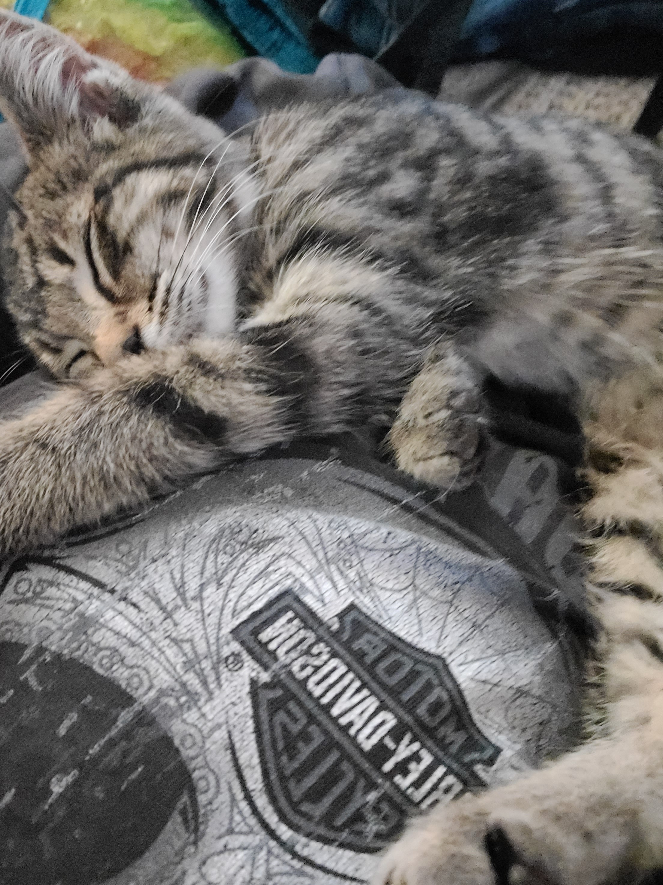 ChaoticFox banner image