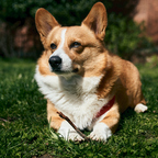 King Charles Solomon avatar