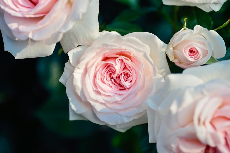 Charlote rose cover image