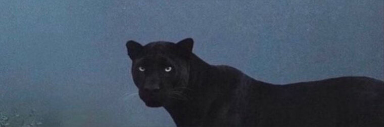 gossiphorn banner image