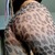 Cece avatar