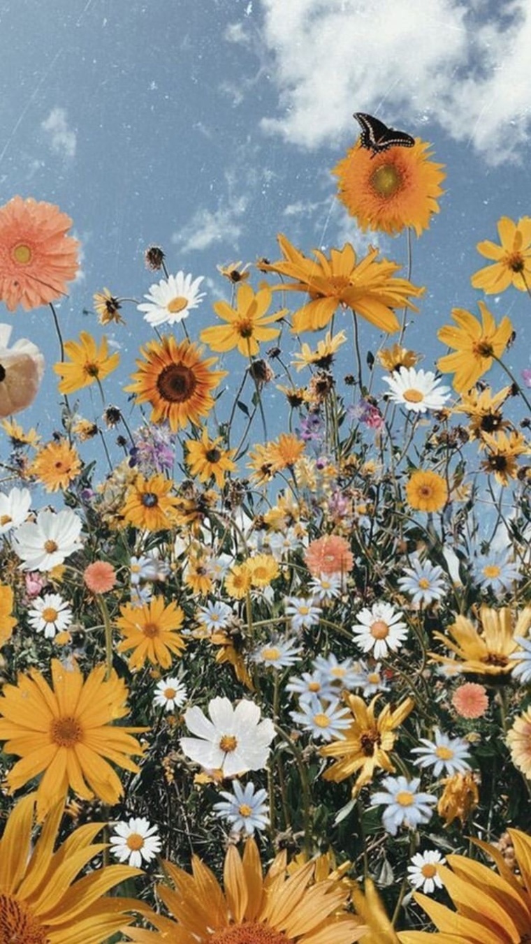 Rosas.ss cover image