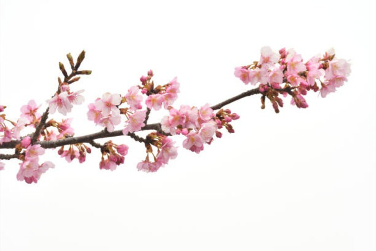 CherryBlossomToes cover image