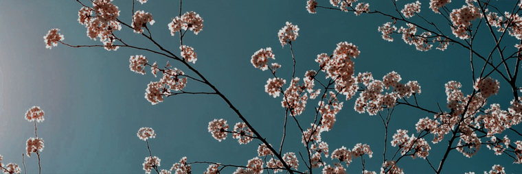 cherrybommba banner image