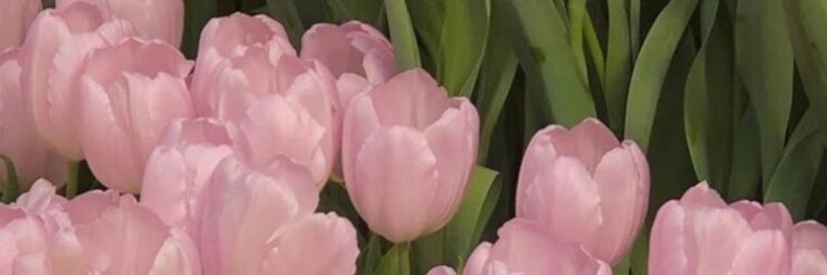 Cherrycita banner image