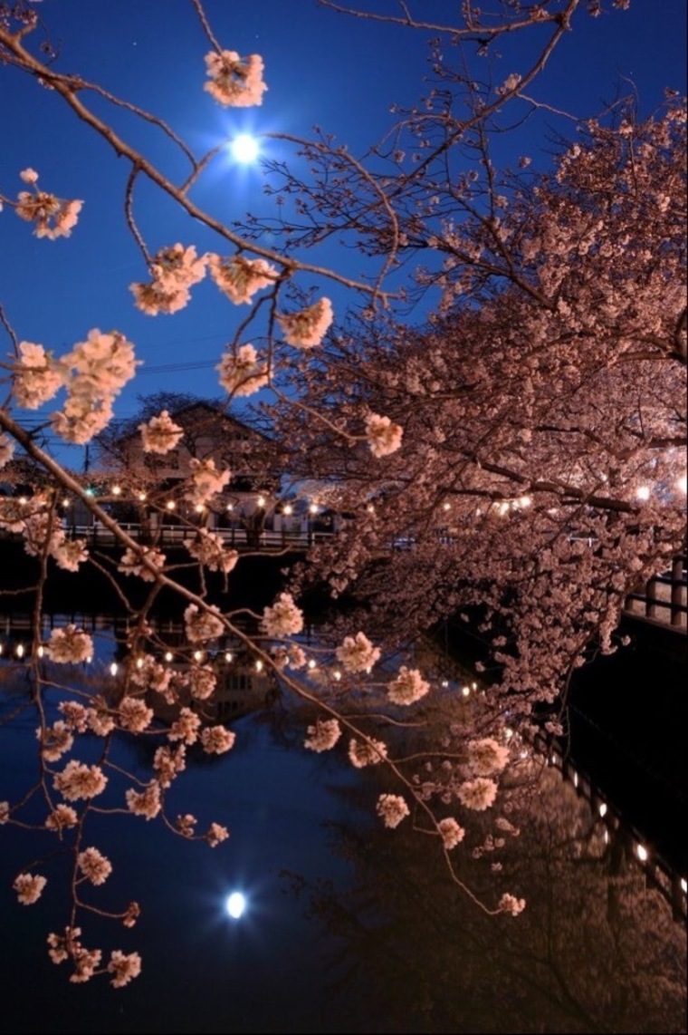 Cherry's Moon π banner image