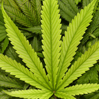 chubbyBear420 avatar