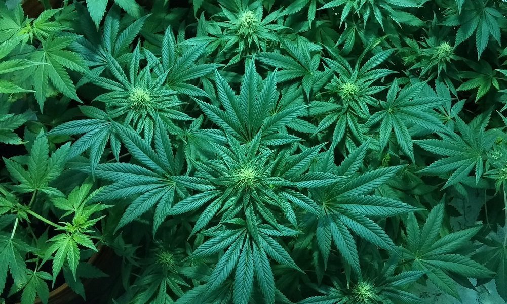 chubbyBear420 banner image
