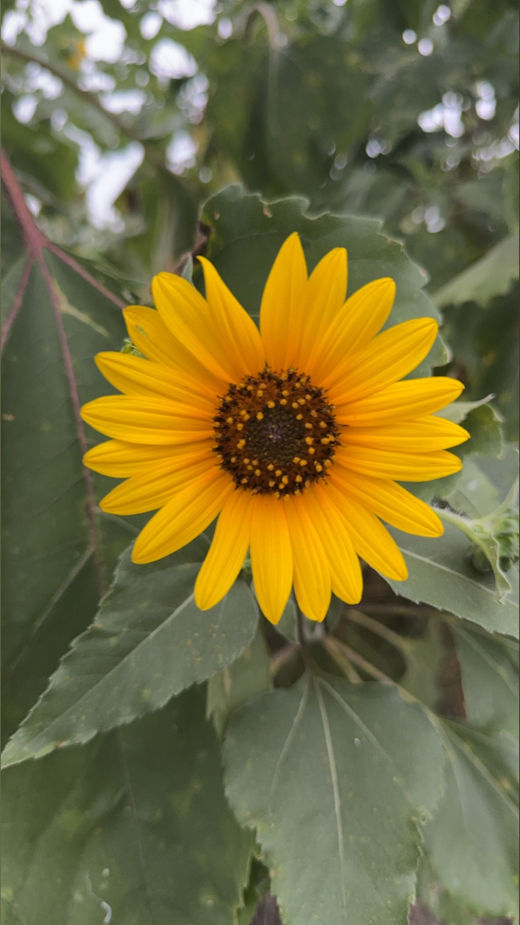B cover image