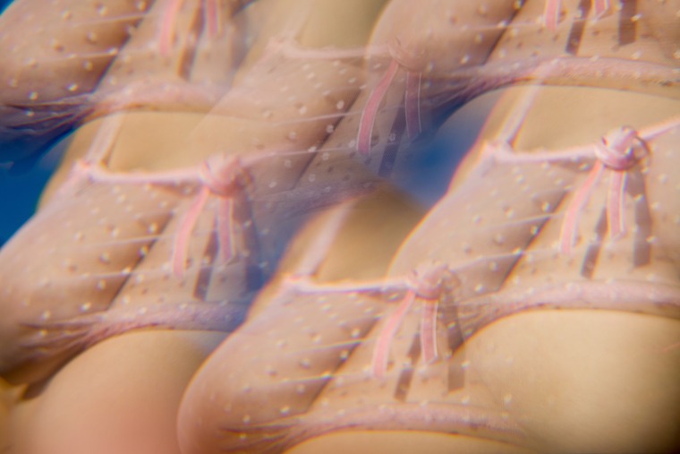 Dafne Fairy banner image