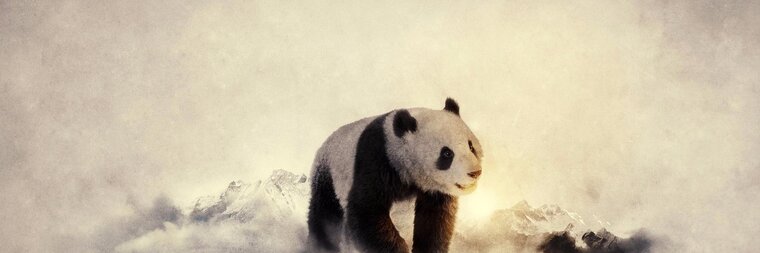 Chubs and Pups banner image