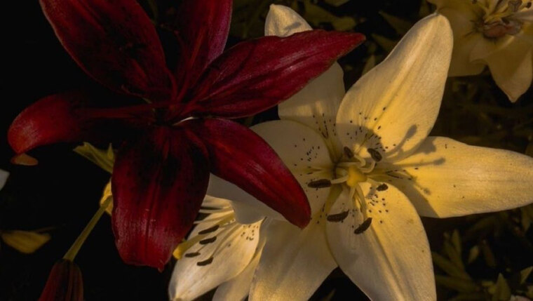 Valentine cover image