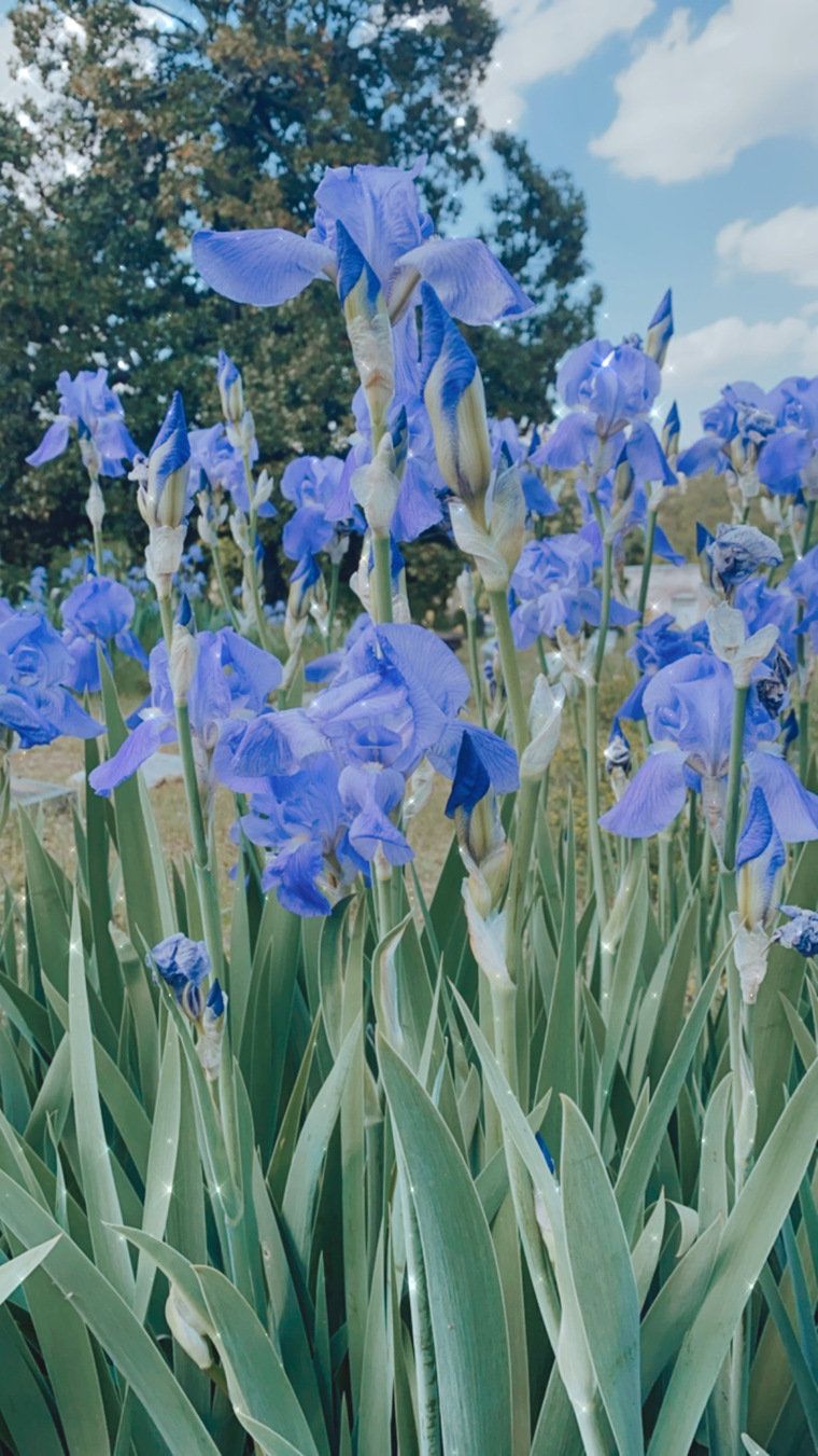 Iris cover image
