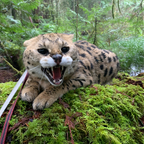 Cleo the Serval avatar
