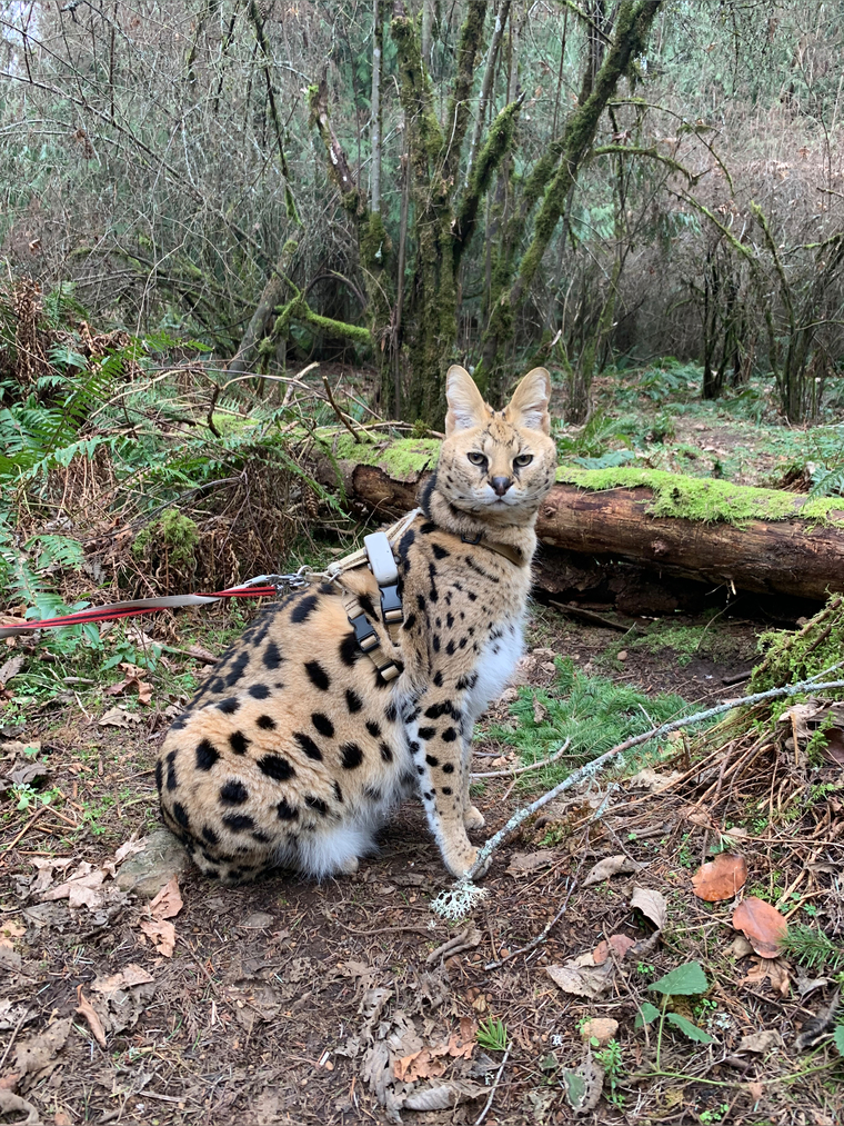 Cleo the Serval cover image