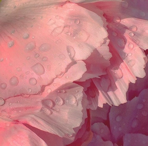 clover blue cover image