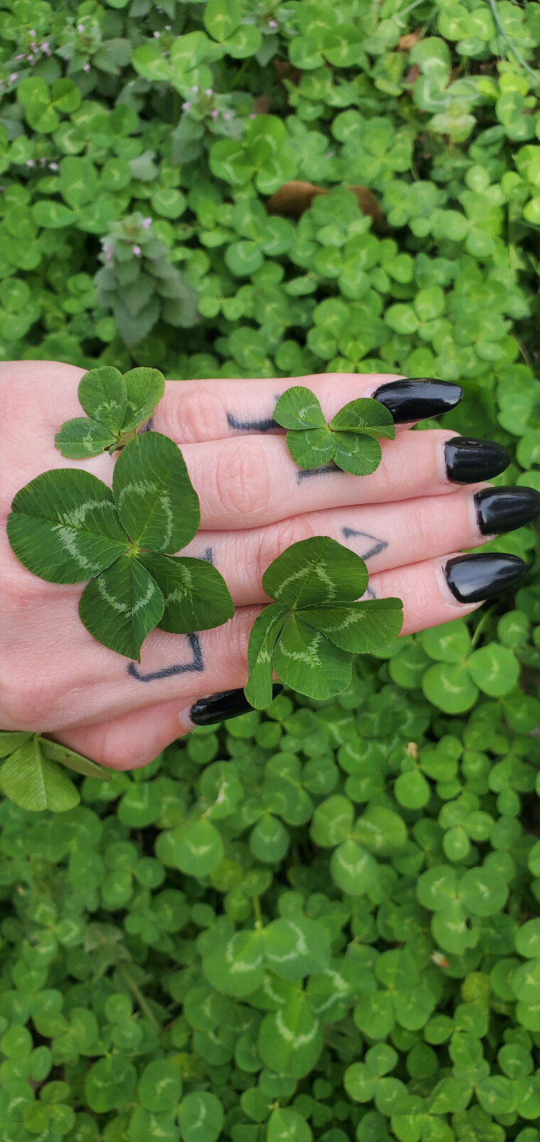 cloverthelucky cover image
