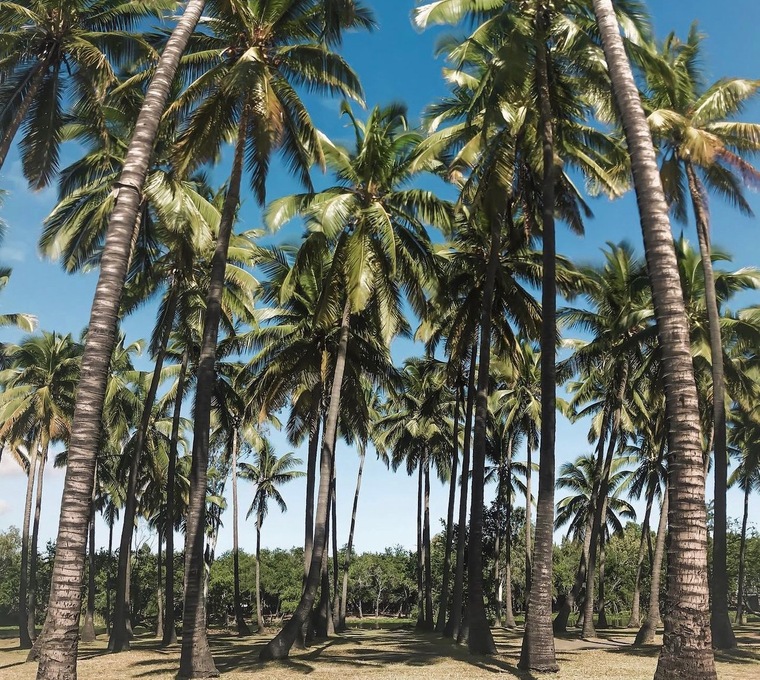 Coco_wild cover image