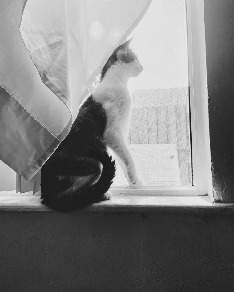Coconut The Fat Cat cover image