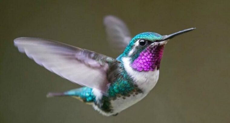 Colibri cover image