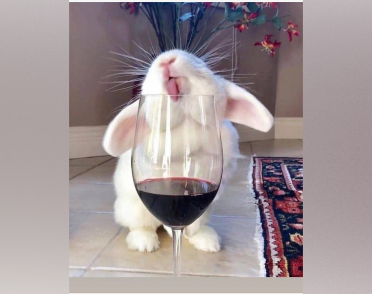 La Bunny 🐰 cover image