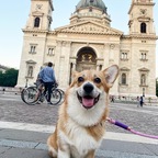 Corgi Miley 🦊 avatar