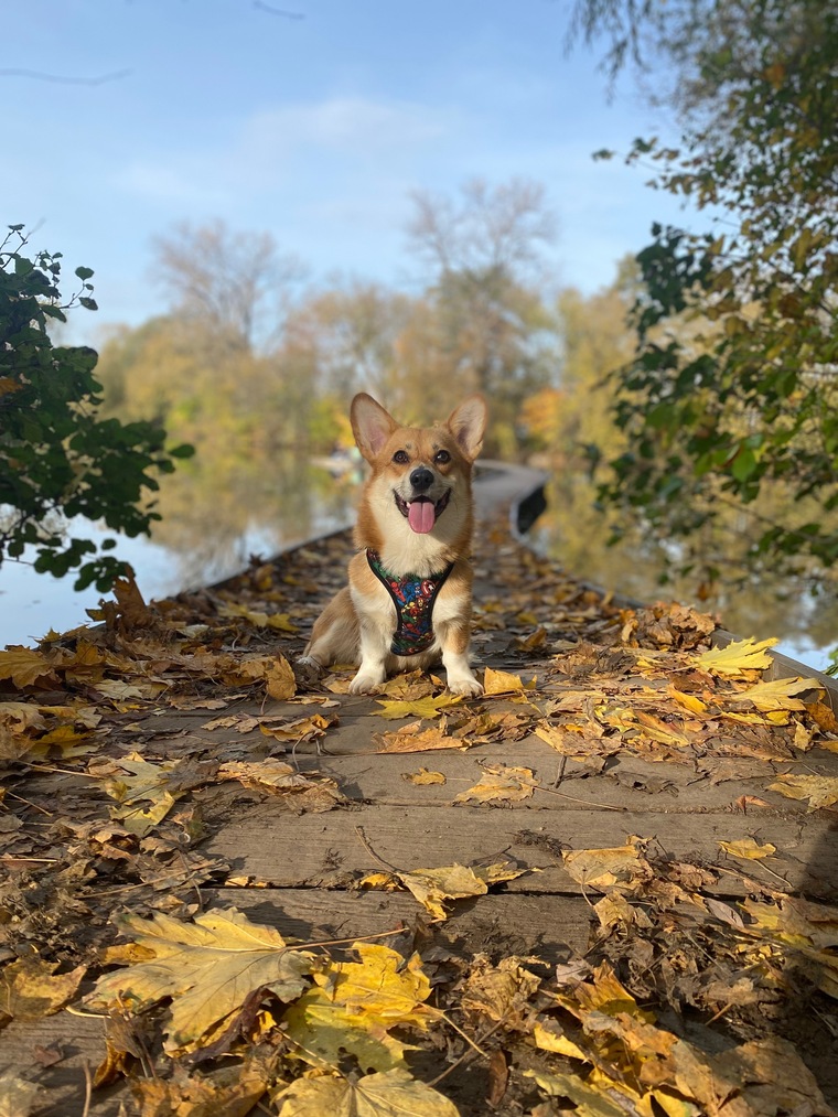 Corgi Miley π¦ banner image