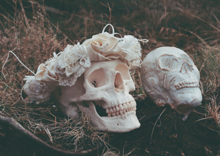 Rose cover image