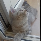 Cotton Cat avatar