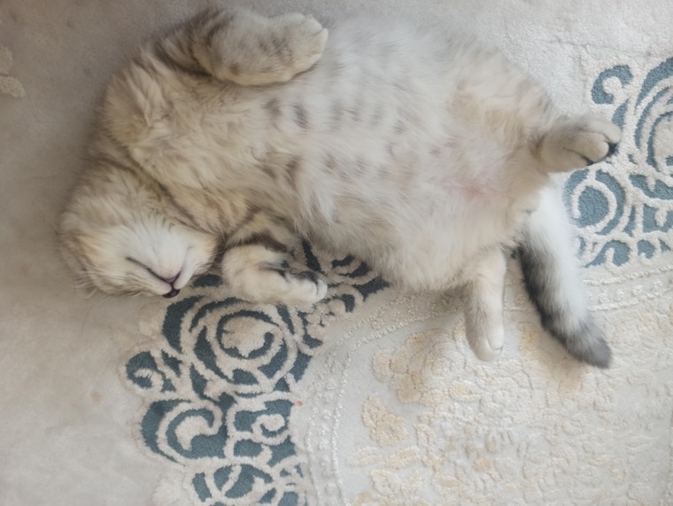 Cotton Cat banner image