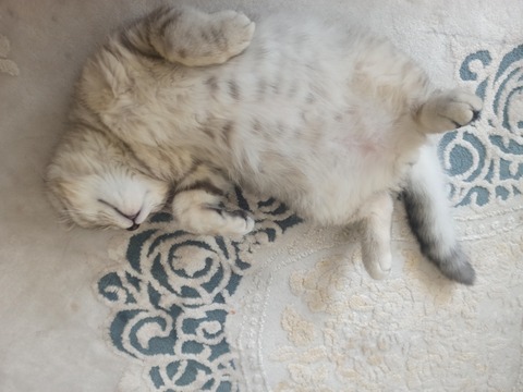 Cotton Cat cover image