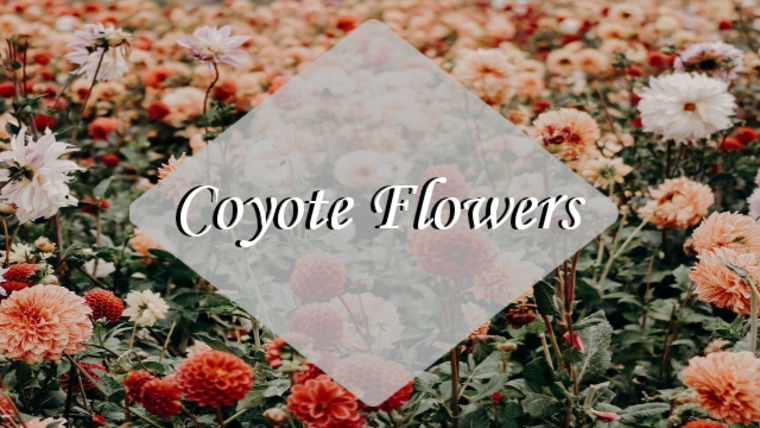 Coyote Flowers banner image