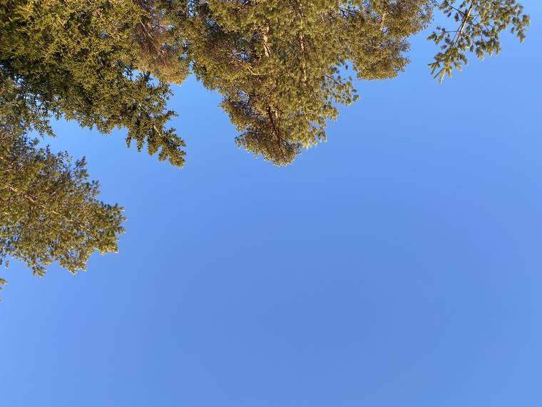 Kertu Roosi banner image