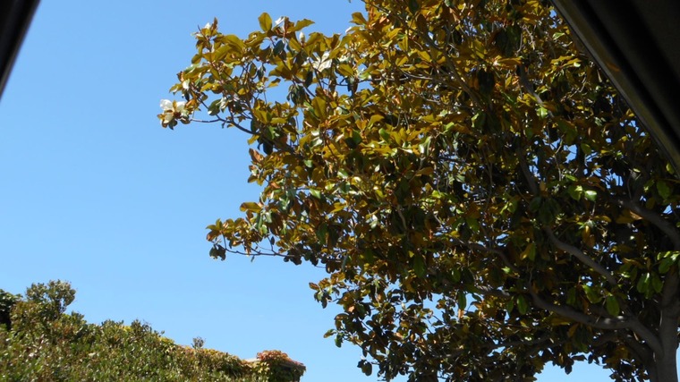 Kelly banner image