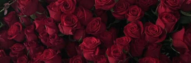Crimson Bloom cover image